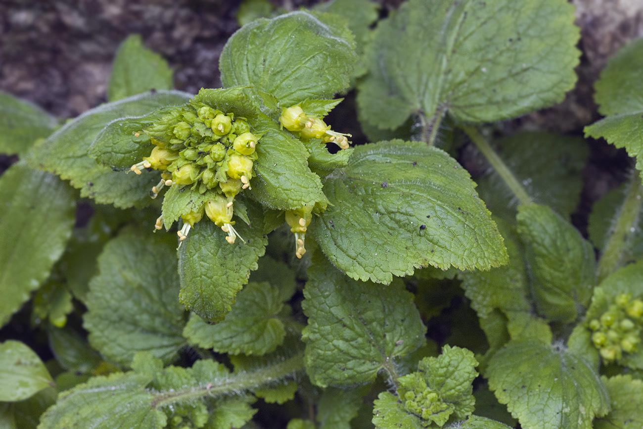 Image of Scrophularia chrysantha specimen.