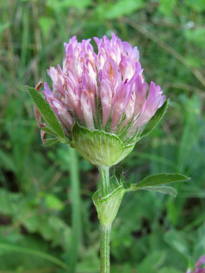 Изображение особи Trifolium pratense.