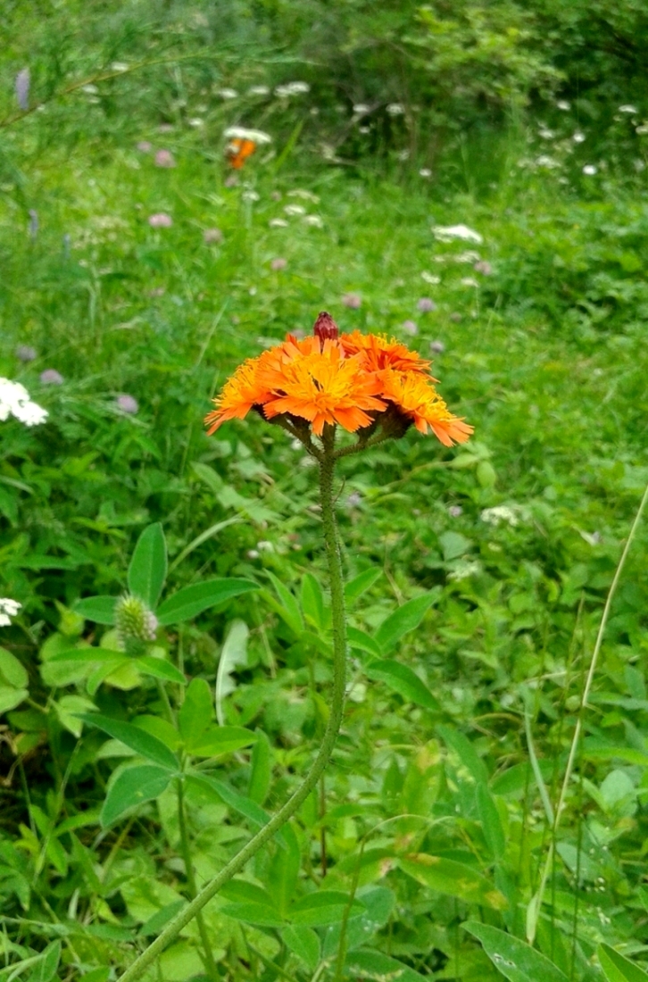 Изображение особи Pilosella aurantiaca.