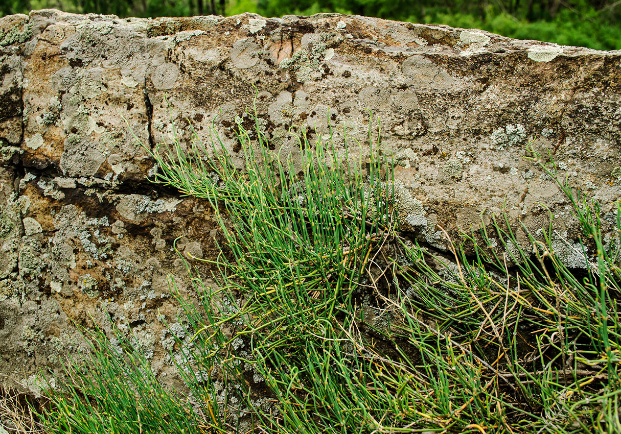 Image of Ephedra distachya specimen.