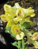 Corydalis portenieri