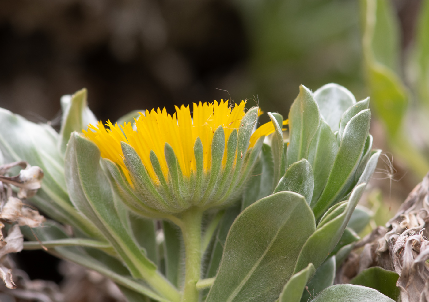 Изображение особи Asteriscus sericeus.