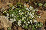 Minuartia imbricata