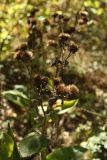 Смотреть изображение Inula helenium