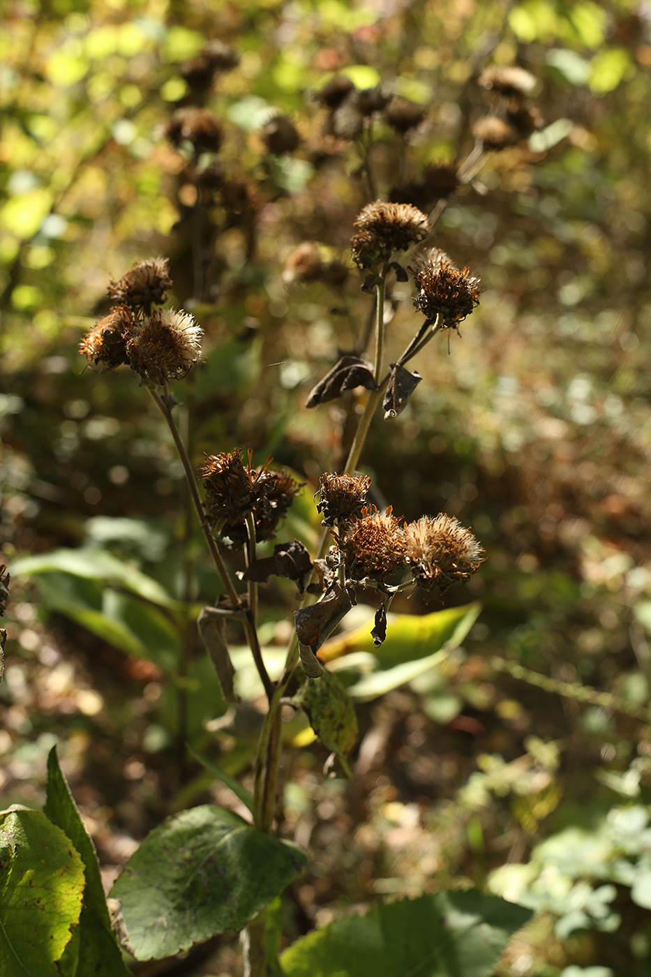 Image of Inula helenium specimen.