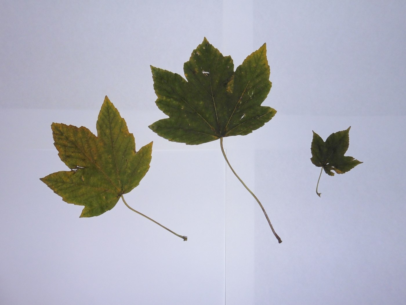 Image of Acer pseudoplatanus specimen.