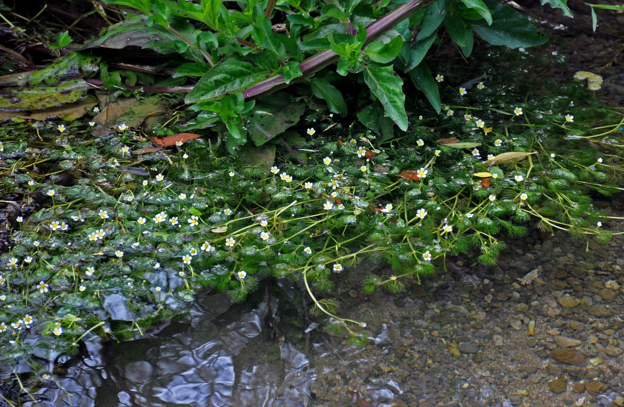 Image of genus Batrachium specimen.