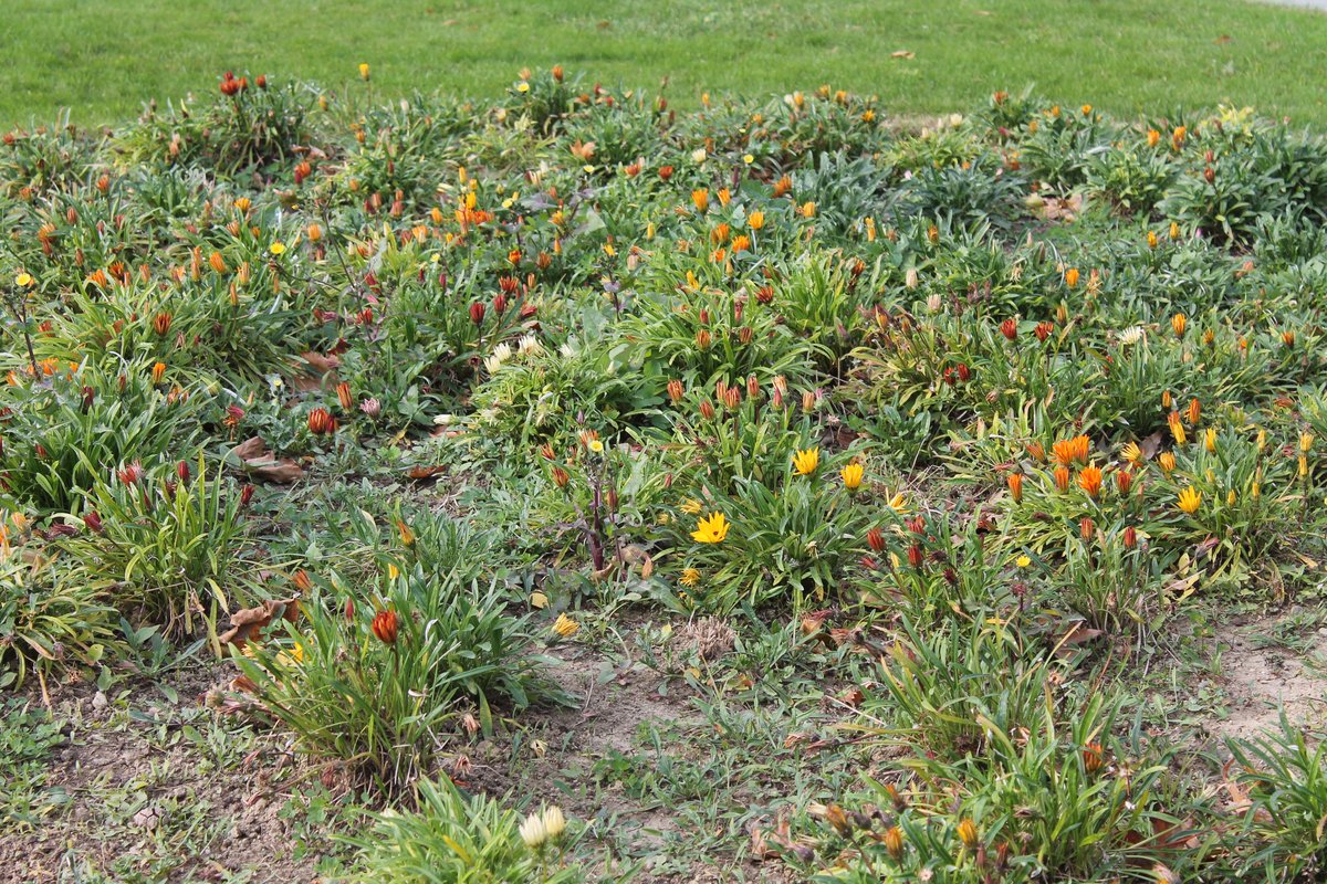 Image of Gazania &times; hybrida specimen.