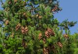 Pseudotsuga menziesii. Часть ветви со зрелыми шишками. Краснодарский край, МО город-курорт Сочи, Адлерский р-н, окр. океанариума, в озеленении. 4 октября 2019 г.