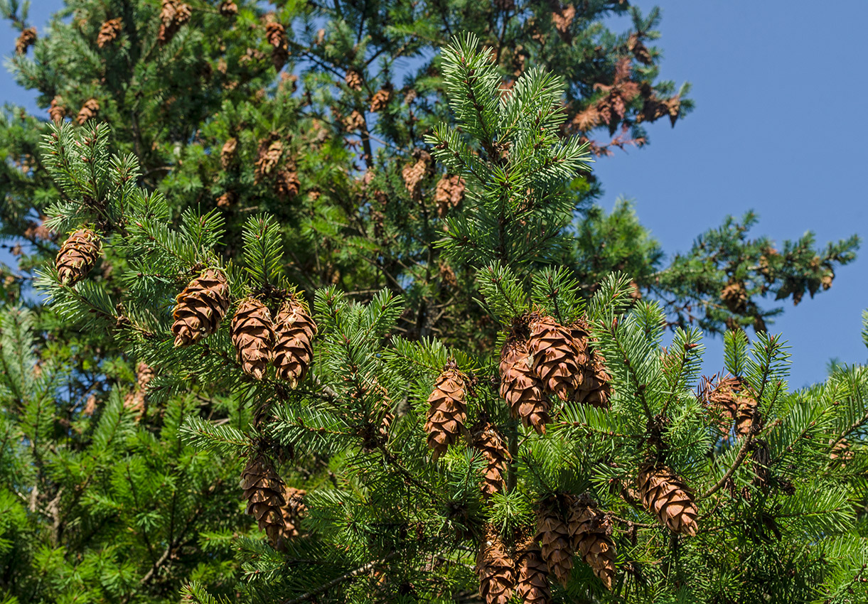 Image of Pseudotsuga menziesii specimen.