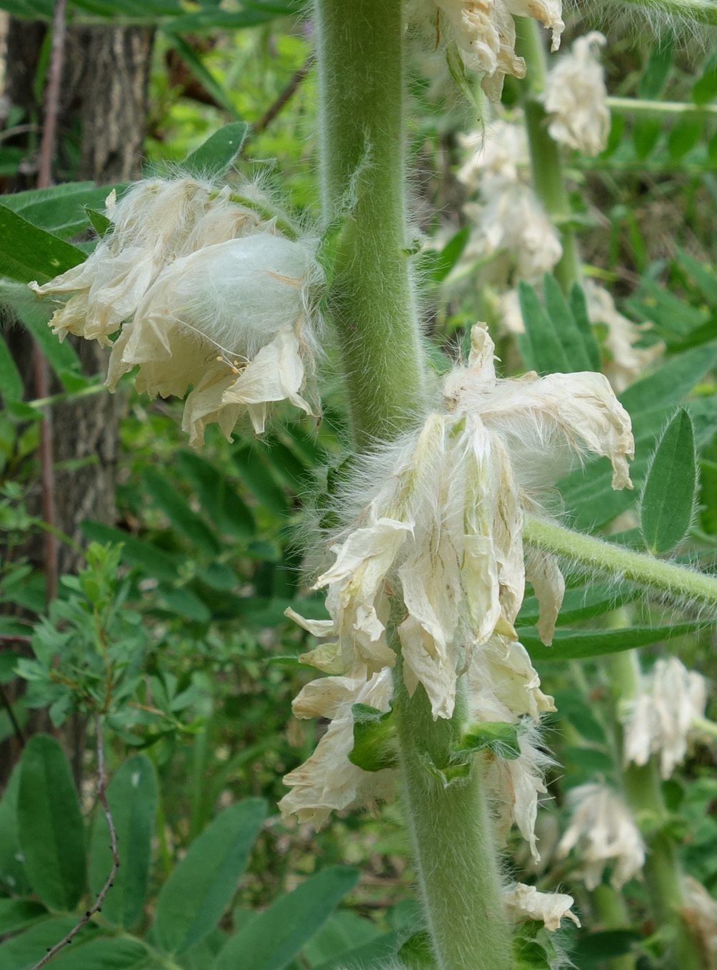 Image of Astragalus sieversianus specimen.