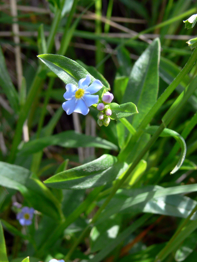 Image of Myosotis palustris specimen.