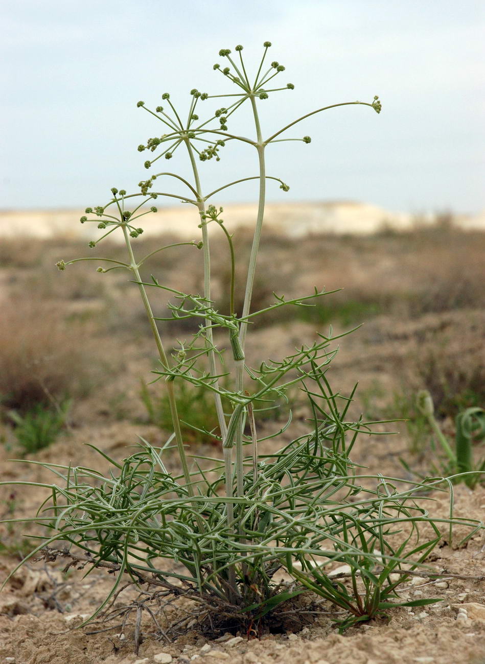 Изображение особи Ferula karelinii.