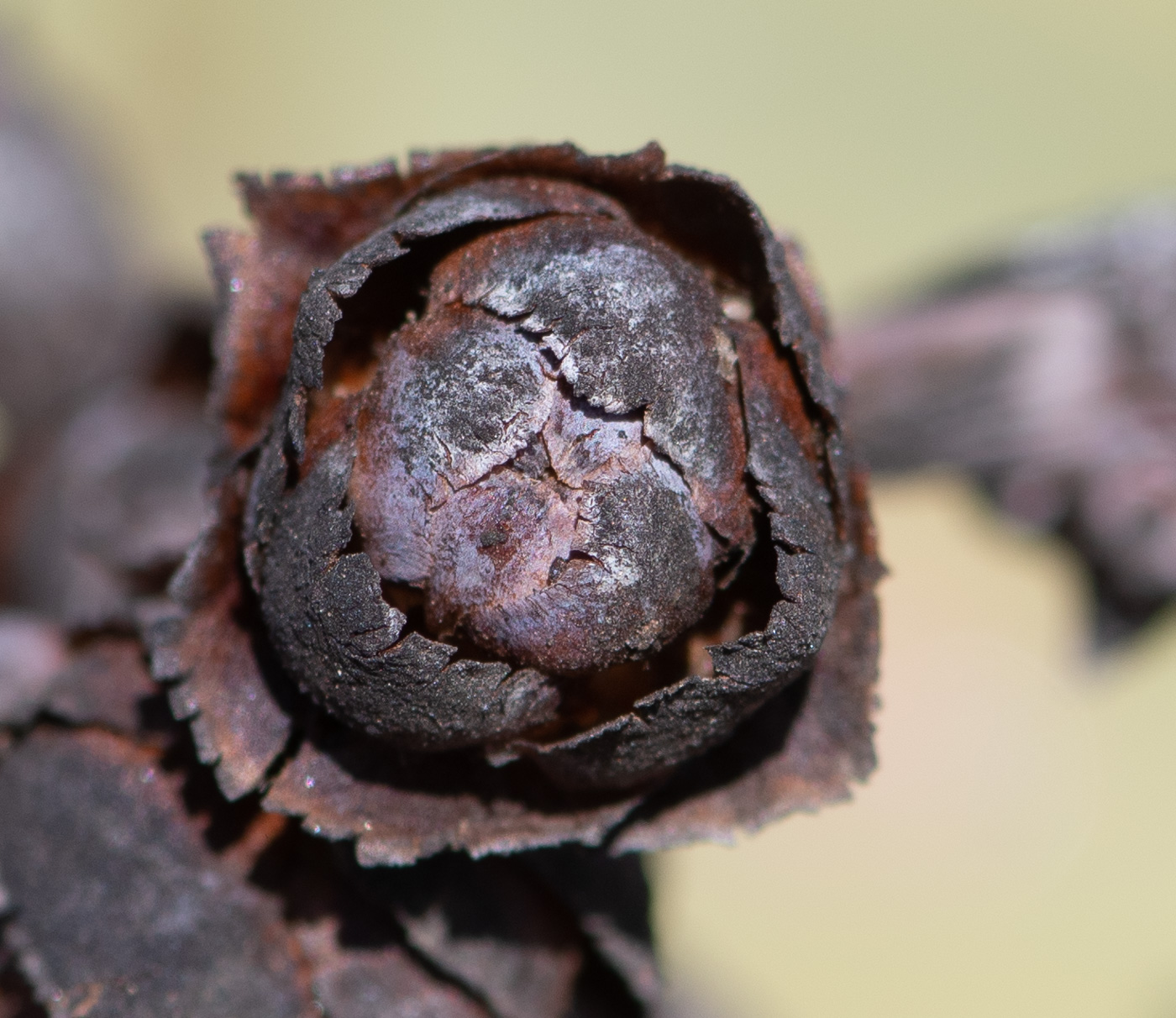 Изображение особи Welwitschia mirabilis.