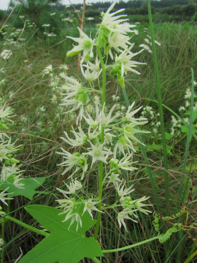 Image of Echinocystis lobata specimen.