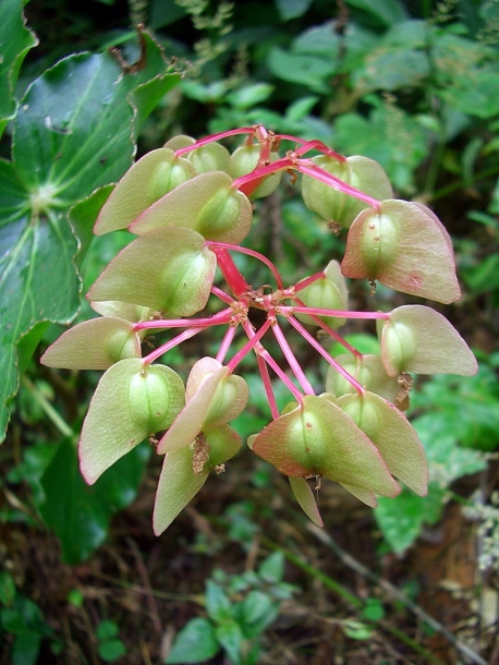 Image of Begonia bracteosa specimen.