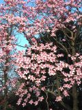 Magnolia campbellii. Часть кроны цветущего дерева (‘Charles Rafill’). Великобритания, Шотландия, Эдинбург, Royal Botanic Garden Edinburgh, в культуре. 4 апреля 2008 г.