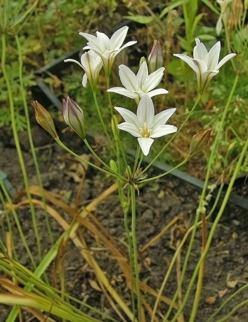 Image of Triteleia laxa specimen.