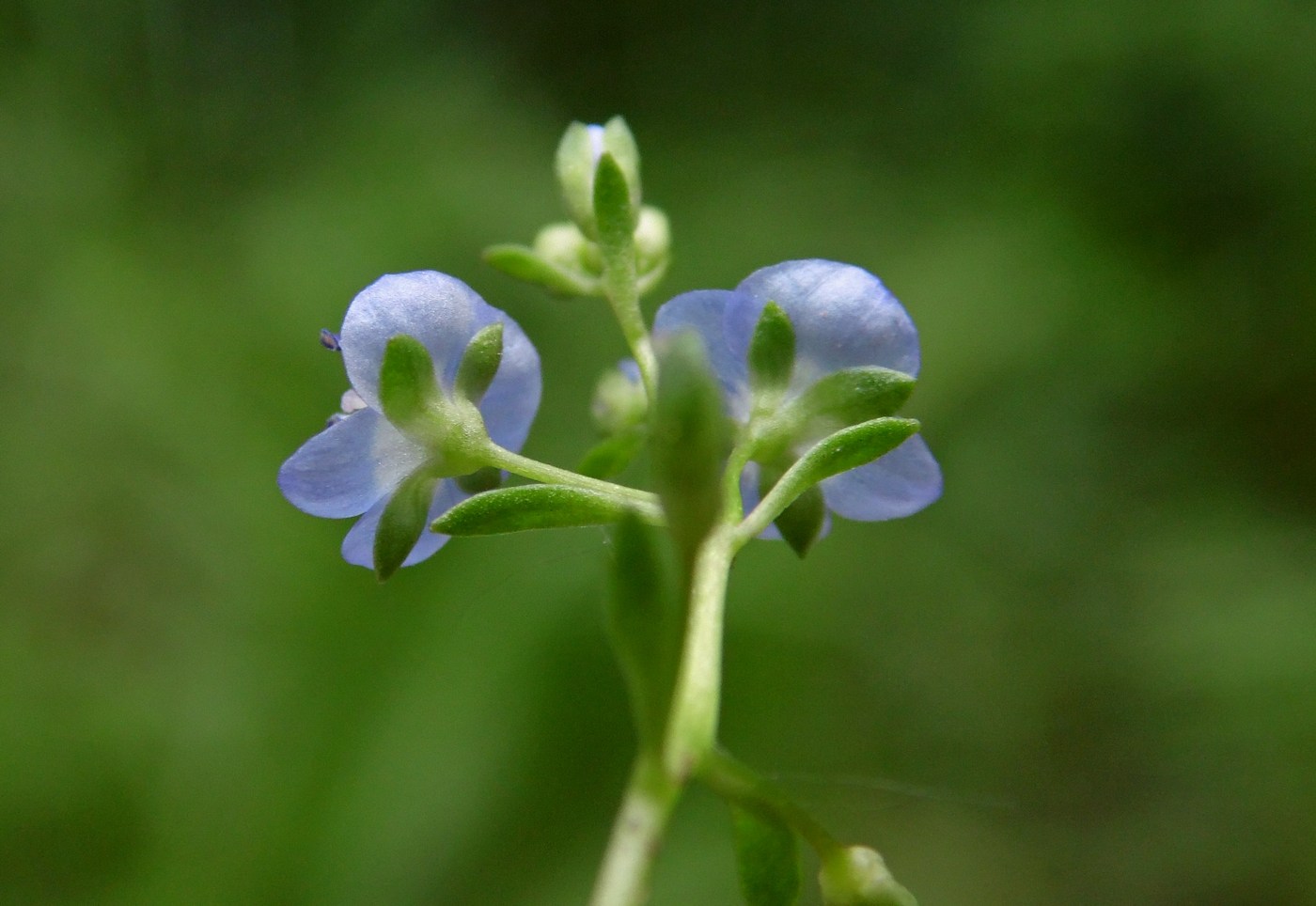 Image of Veronica beccabunga specimen.