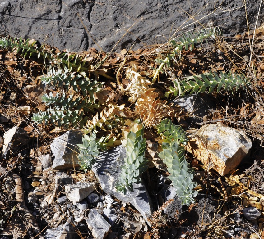 Image of Euphorbia myrsinites specimen.