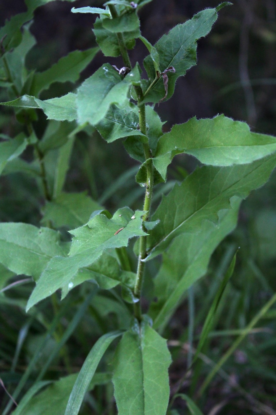 Image of Hieracium reticulatum specimen.