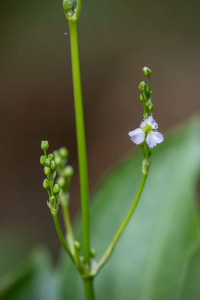 Image of genus Alisma specimen.