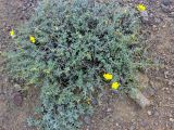 Helianthemum songaricum. Цветущее растение. Казахстан, Заилиский Алатау, горы Бокайдынтау, перевал Кок-Пек. 02.09.2010.