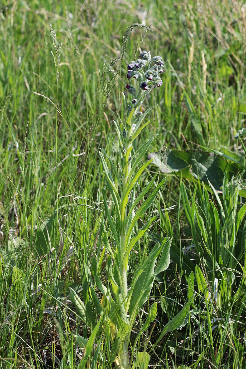 Изображение особи Cynoglossum officinale.