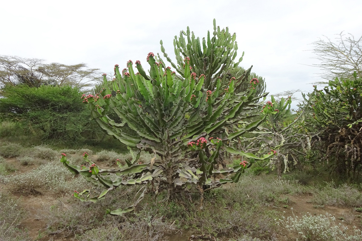 Изображение особи Euphorbia cooperi.