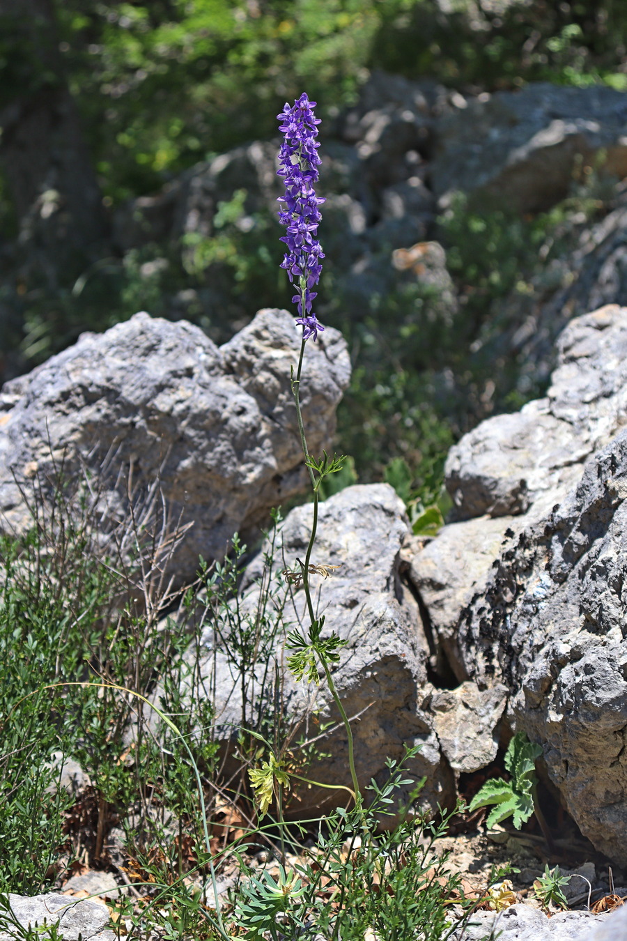 Image of Delphinium fissum specimen.