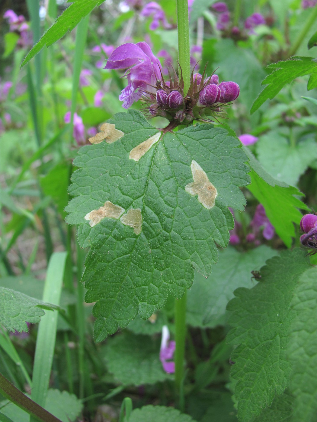 Изображение особи Lamium maculatum.