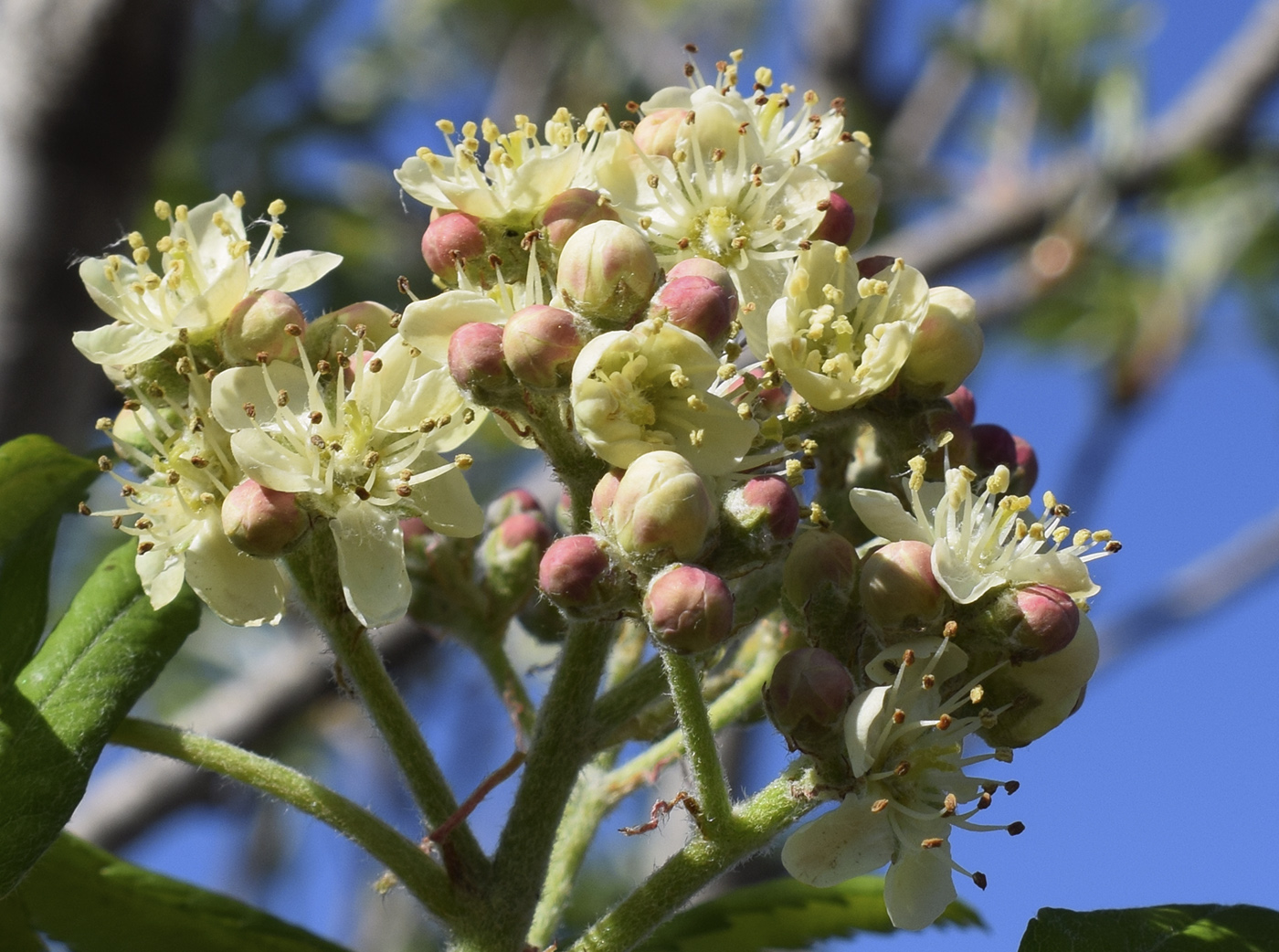 Image of Sorbus domestica specimen.