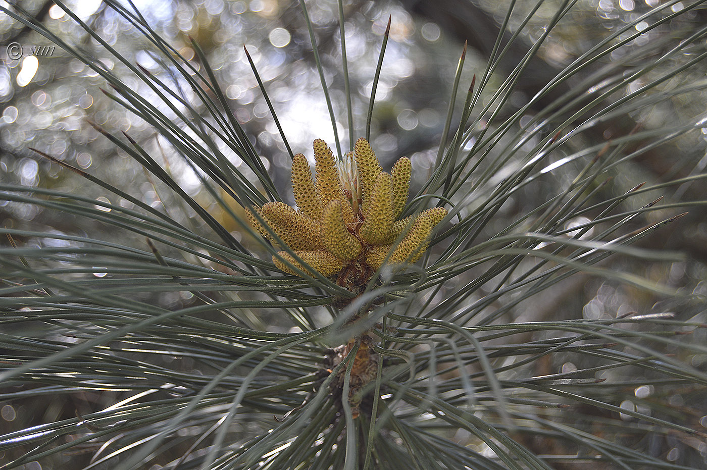 Изображение особи Pinus pallasiana.