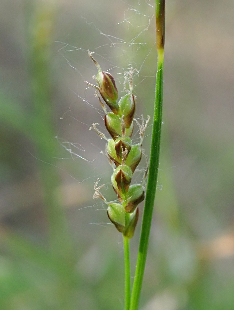 Изображение особи Carex rhizina.