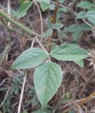 Psoralea bituminosa subspecies pontica. Лист. Южный Берег Крыма, Артек. 14 июля 2010 г.