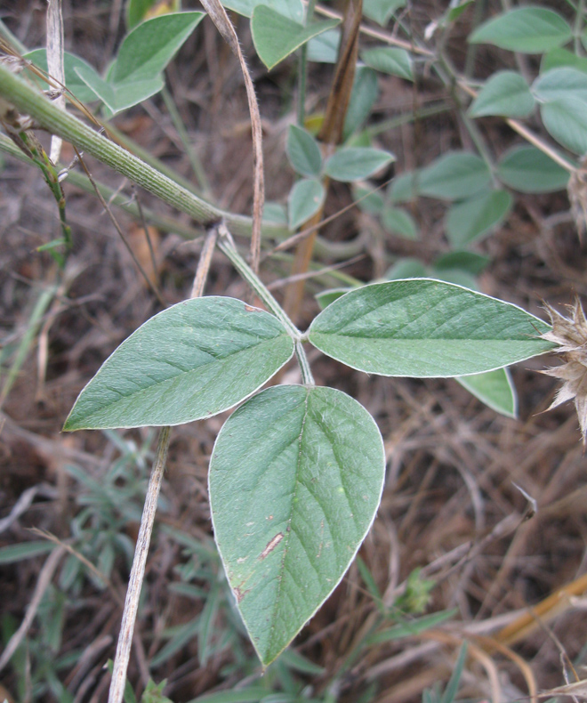 Изображение особи Psoralea bituminosa ssp. pontica.