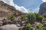 familia Solanaceae. Вегетирующие и цветущие растения. Перу, регион Куско, пос. Ollantaytambo, археологический комплекс. 11.10.2019.