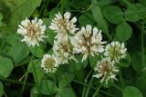 Trifolium repens