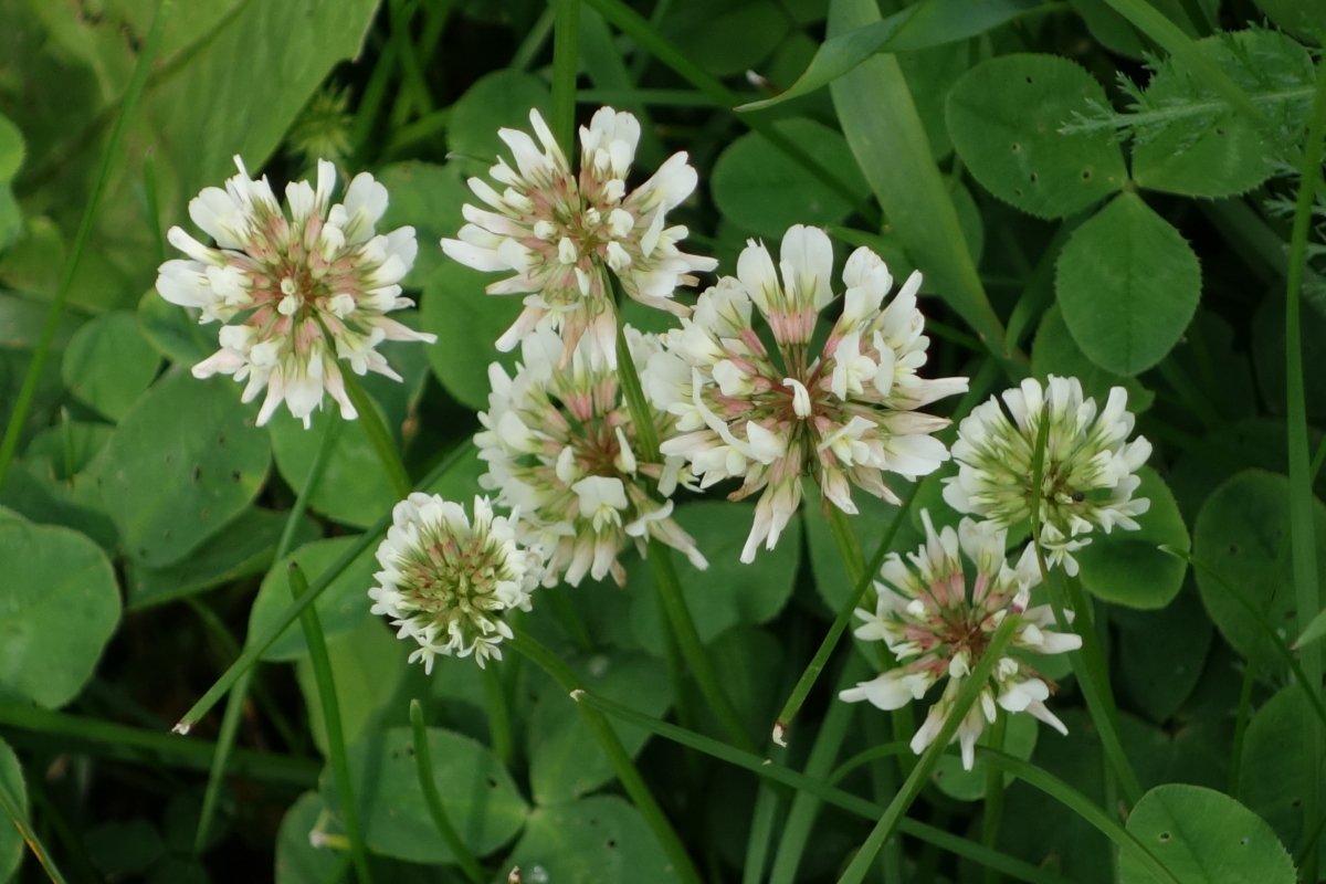 Image of Trifolium repens specimen.