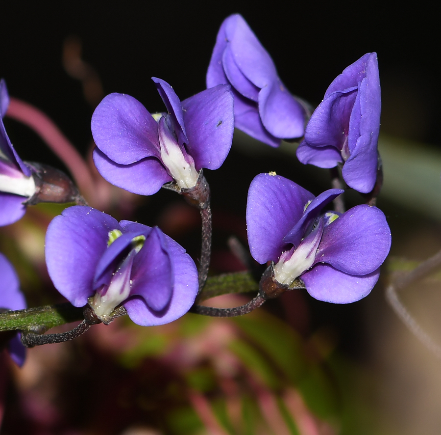 Image of Hardenbergia comptoniana specimen.