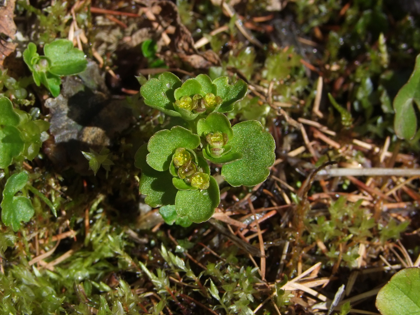 Image of Chrysosplenium tetrandrum specimen.