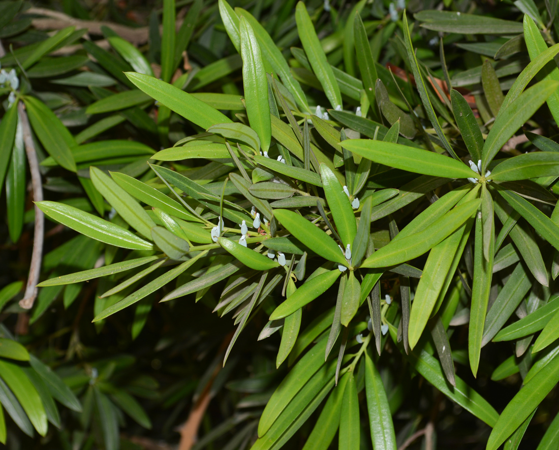 Image of Podocarpus elatus specimen.