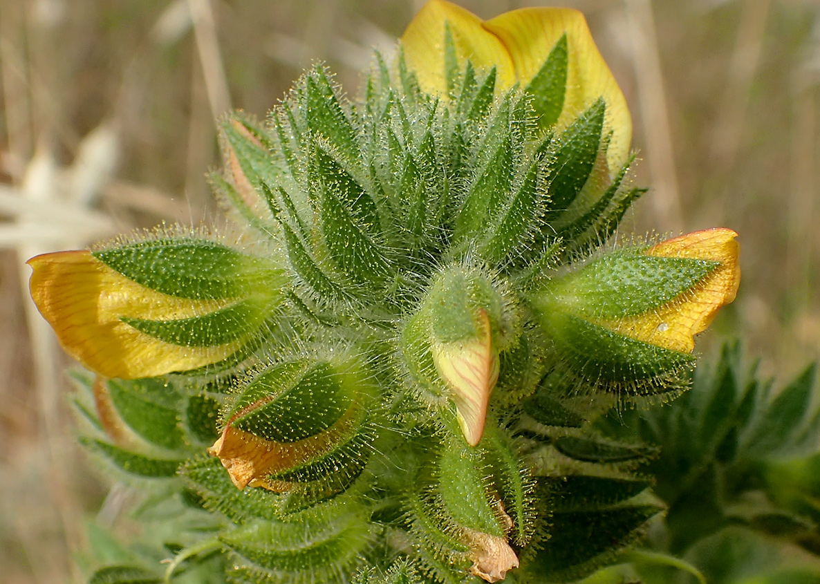 Image of Ononis pubescens specimen.