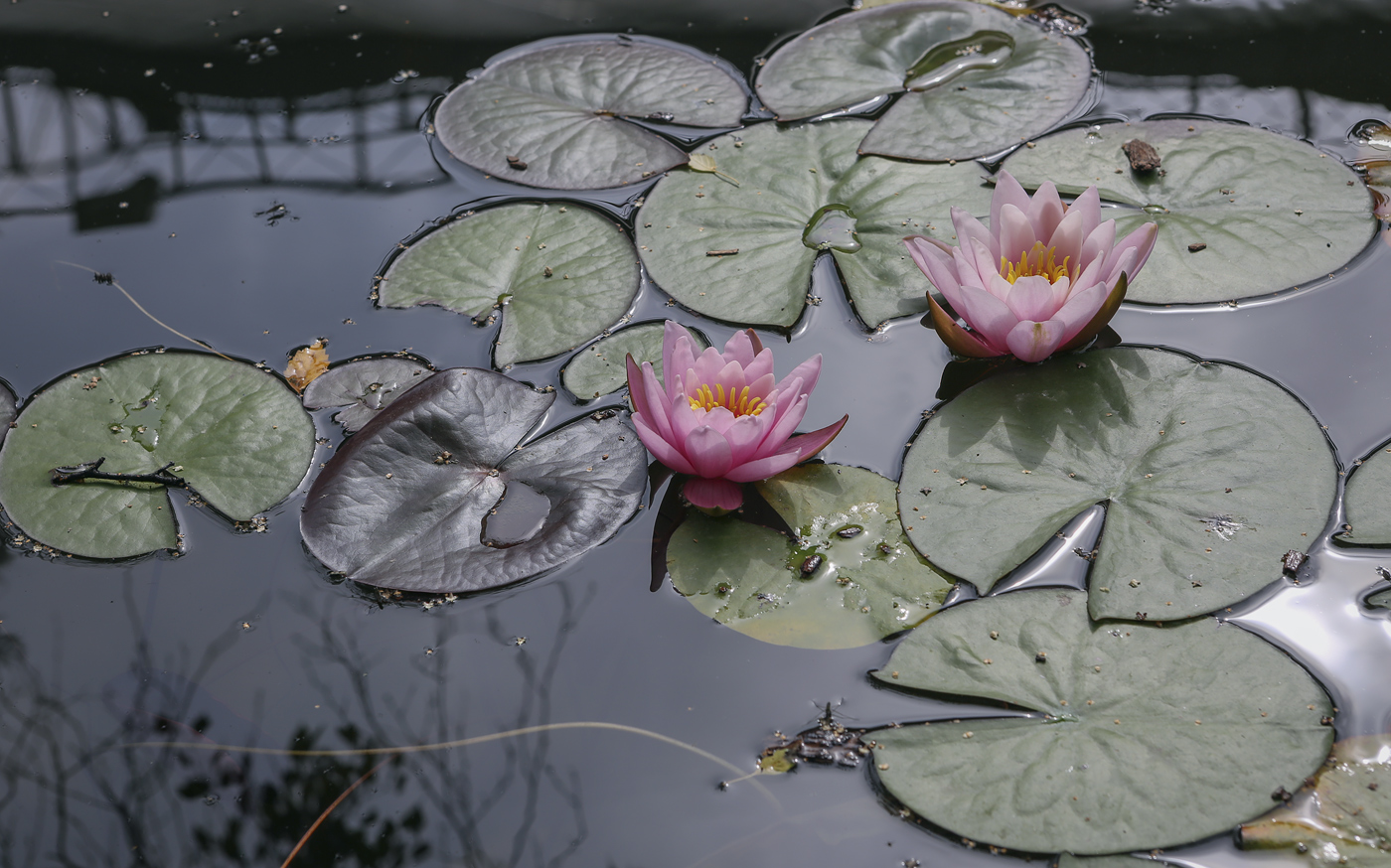 Изображение особи Nymphaea &times; marliacea.