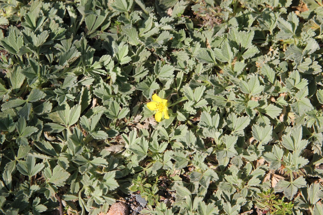 Image of Potentilla acaulis specimen.