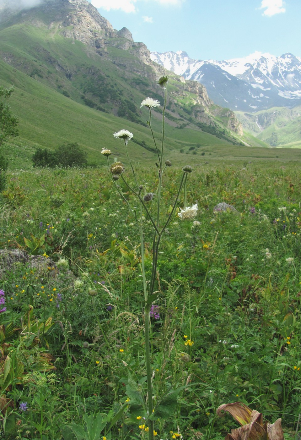 Image of Knautia involucrata specimen.