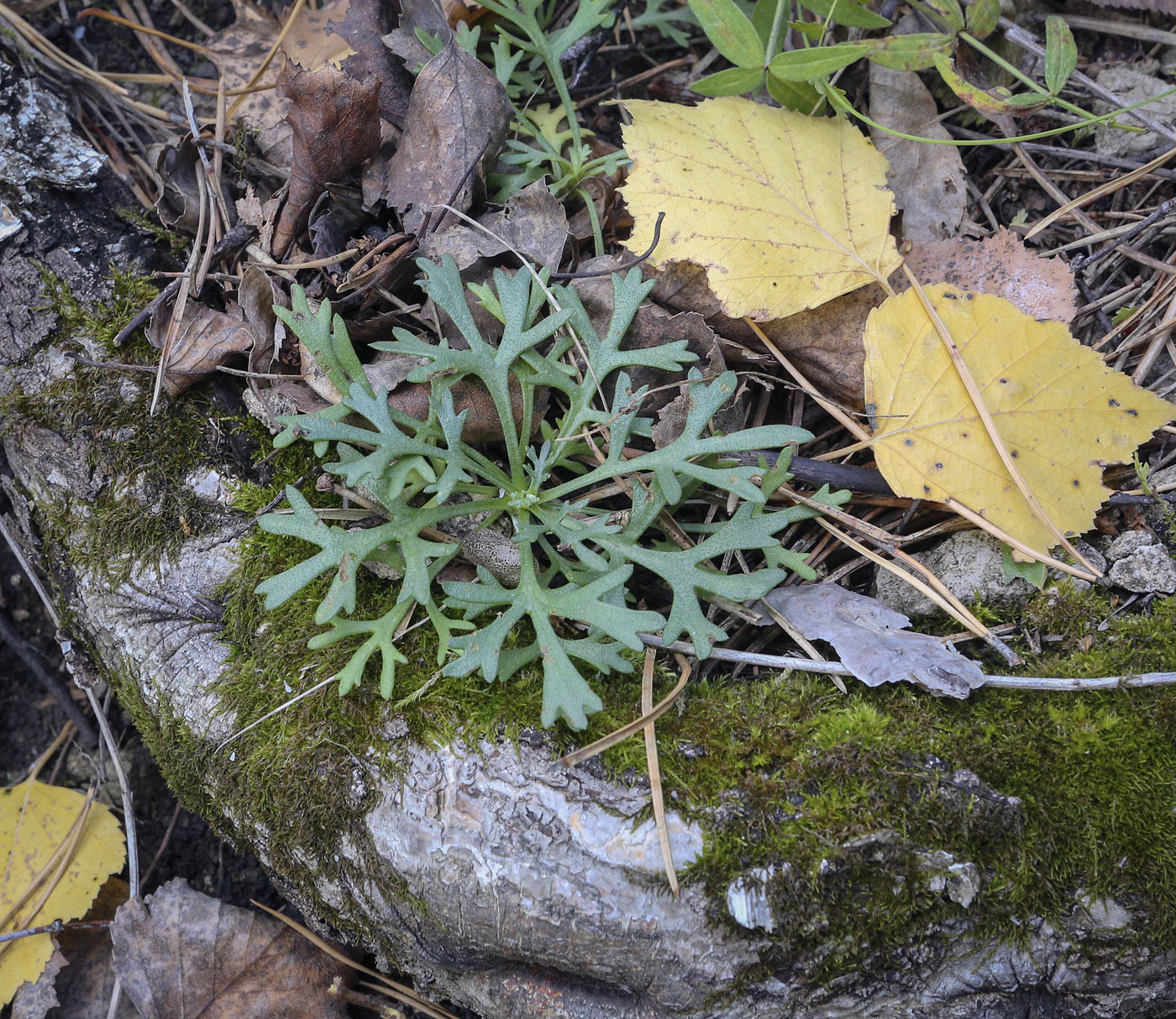 Image of Chrysanthemum zawadskii specimen.