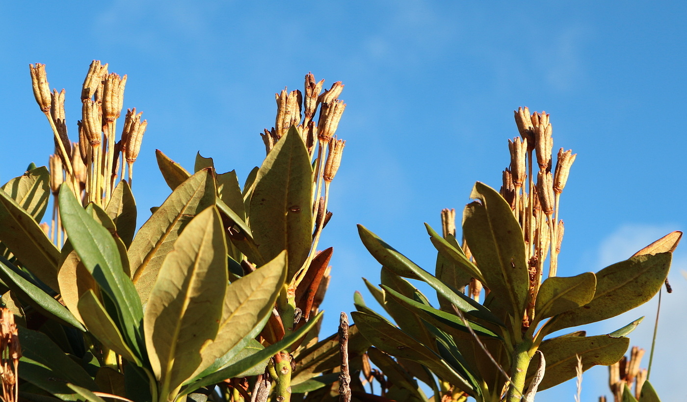 Image of Rhododendron caucasicum specimen.