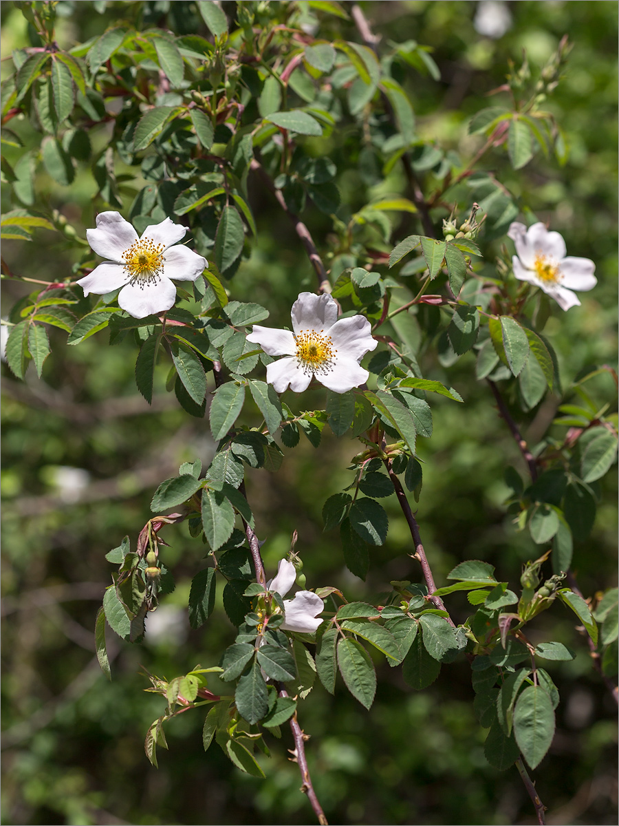 Image of genus Rosa specimen.