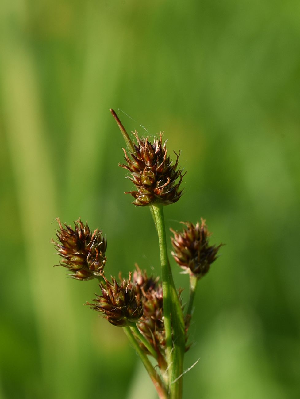 Image of Luzula multiflora specimen.